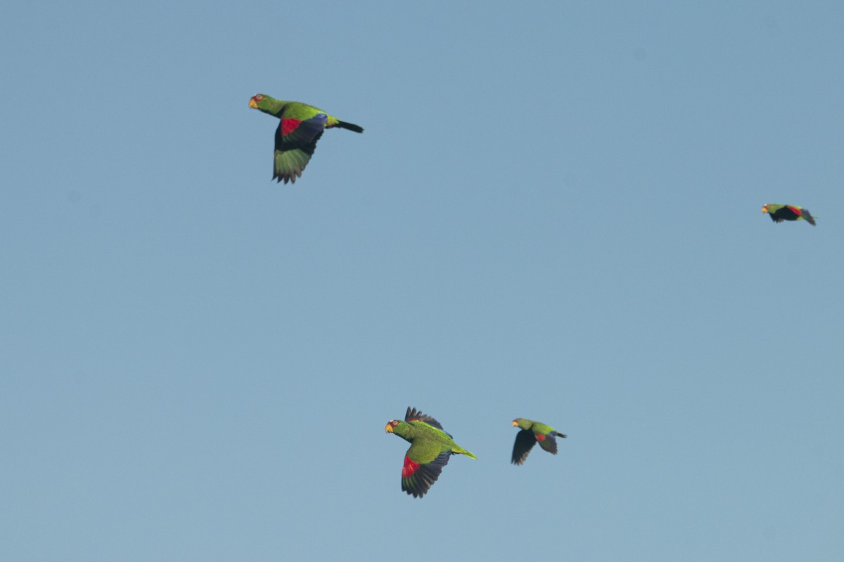 White-fronted Parrot - ML408010321