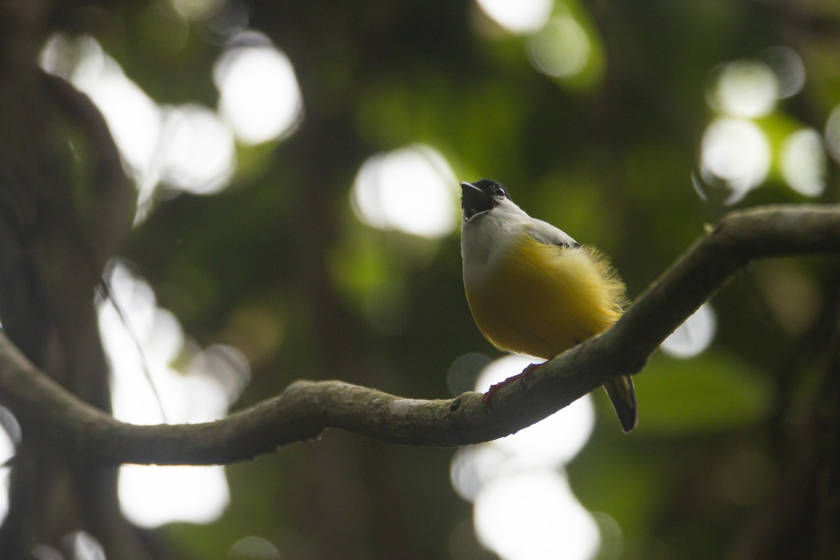 White-collared Manakin - Nico Lormand