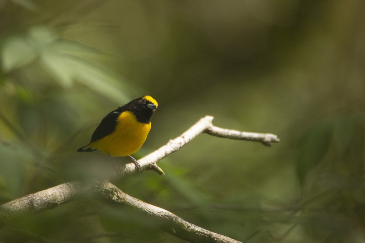 Scrub Euphonia - ML408010661