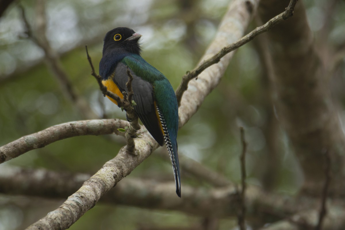 Trogon pattu - ML408011181