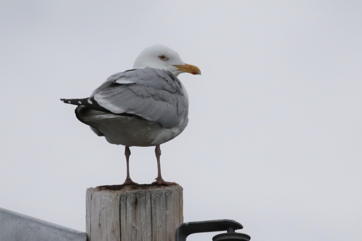 Herring Gull - Pam Sinclair