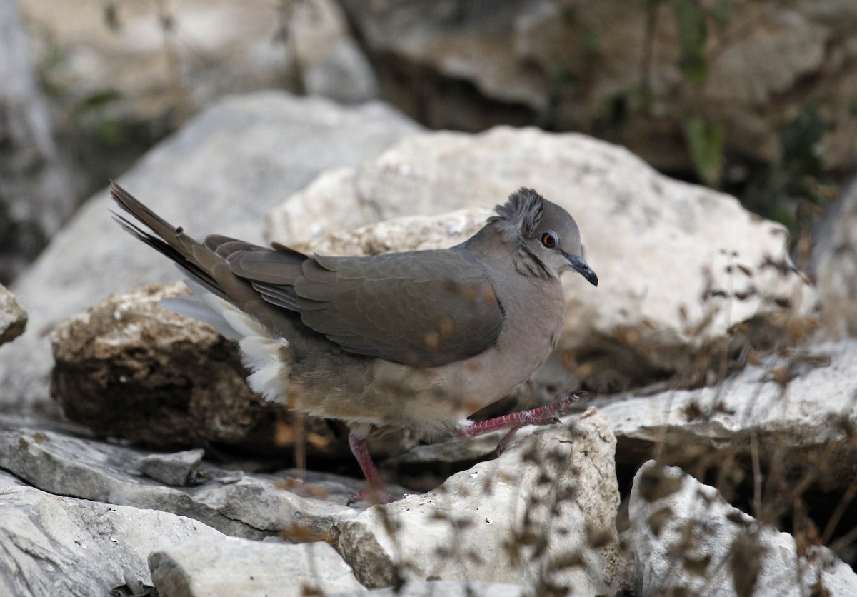 White-tipped Dove - ML408013751