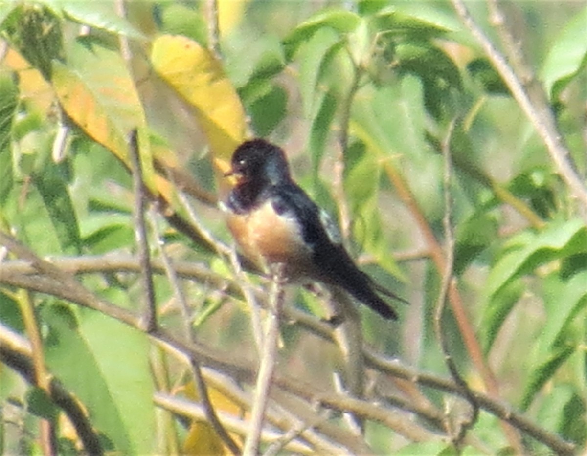 Golondrina Común - ML408014361