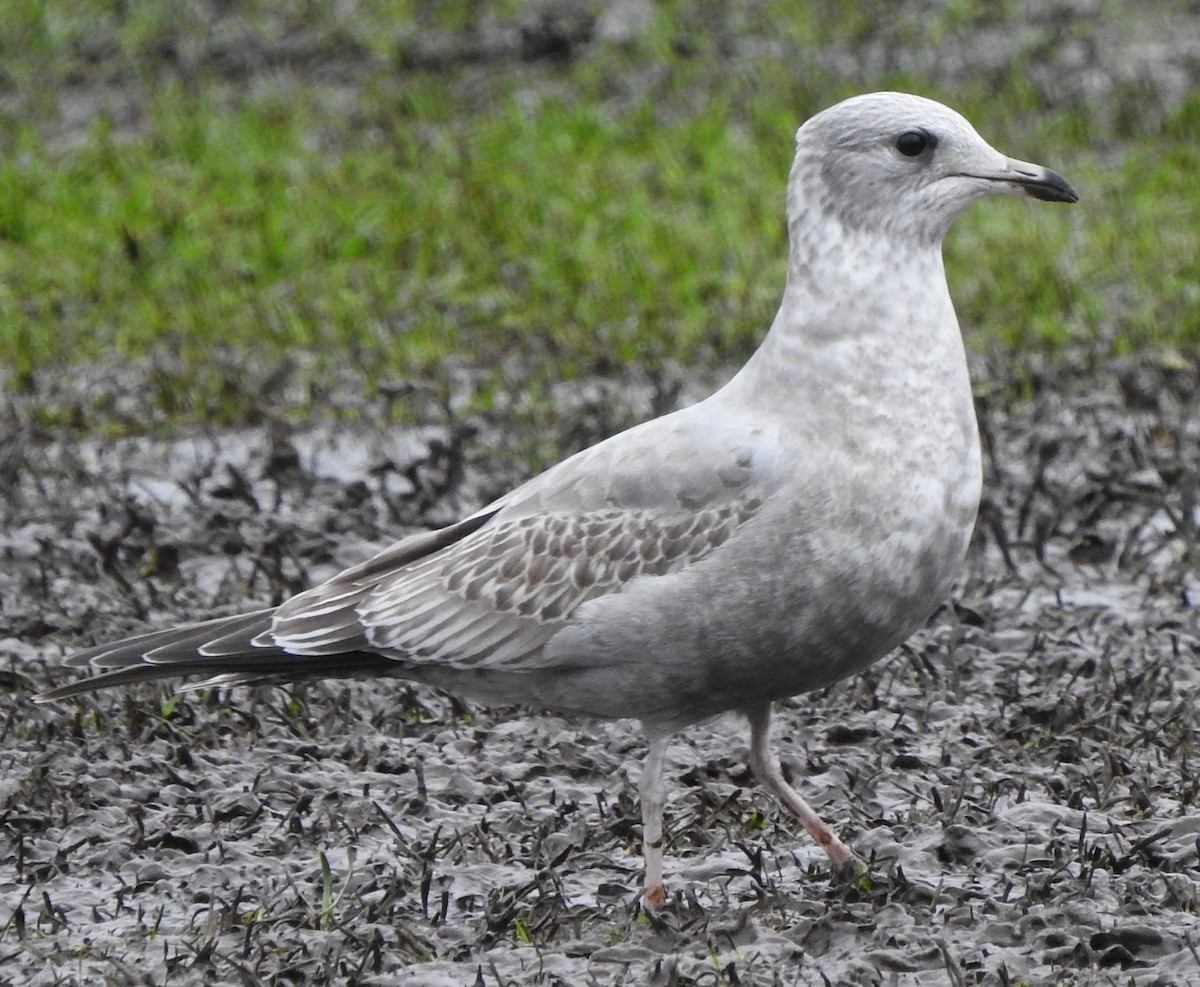 Short-billed Gull - ML408014681