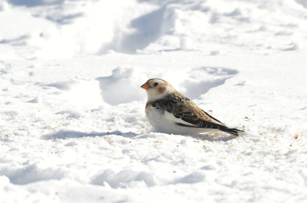 Snow Bunting - ML408016061