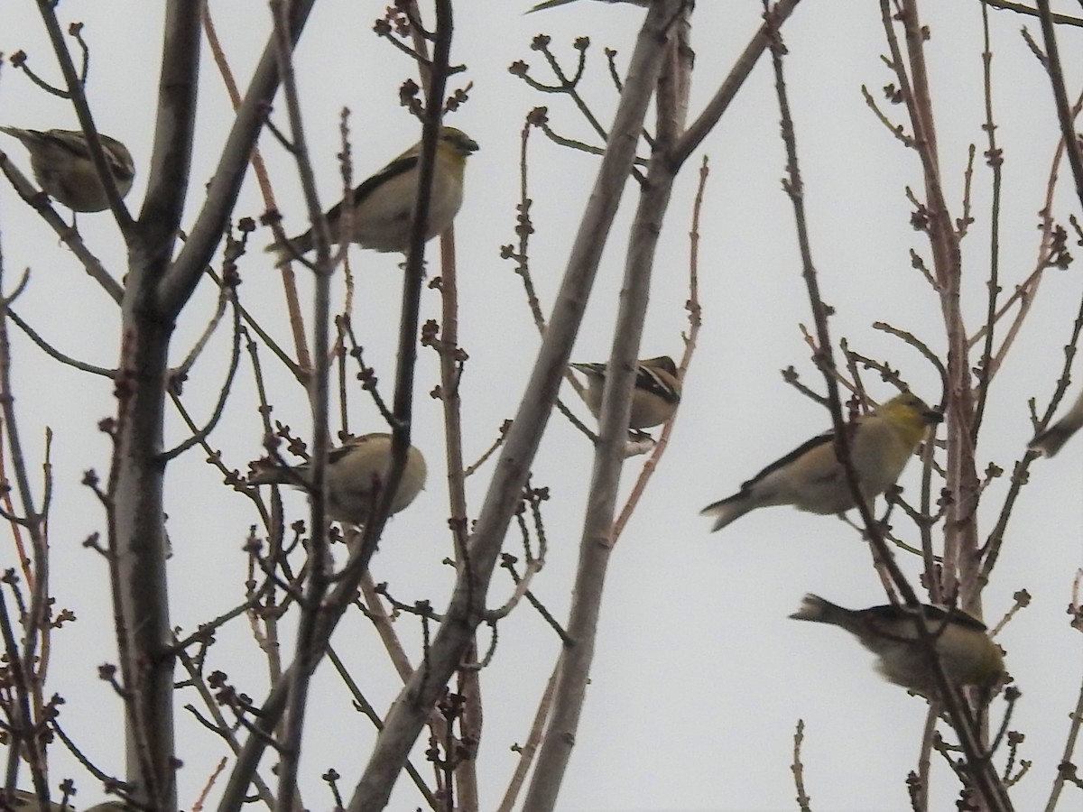 American Goldfinch - ML408017161