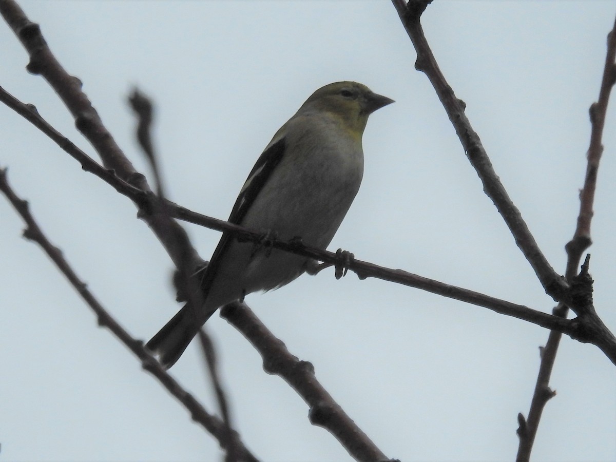 American Goldfinch - ML408017171