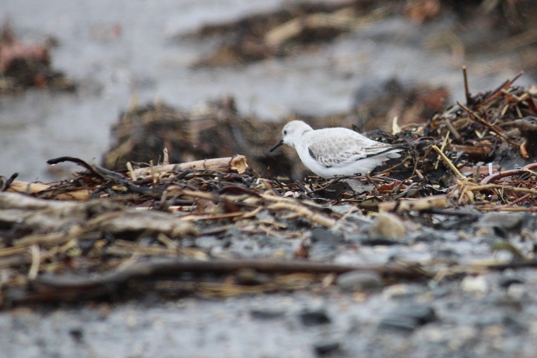 Sanderling - ML408017181