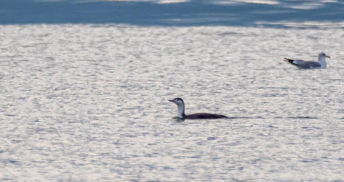 Red-throated Loon - ML408020951