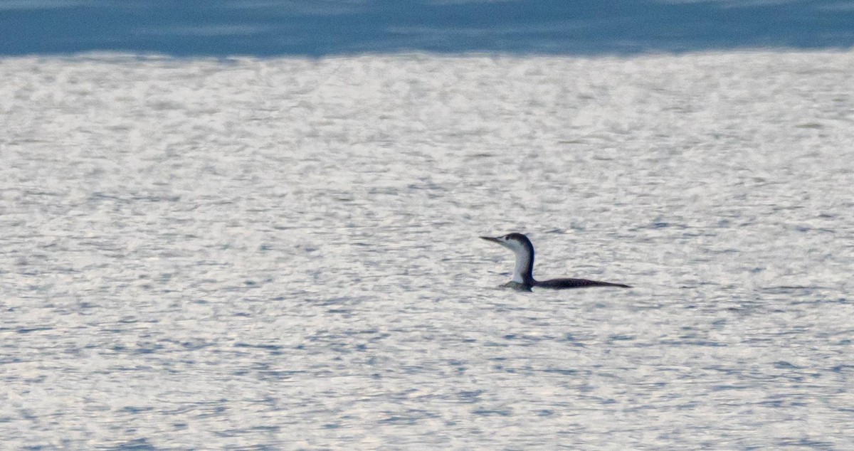 Red-throated Loon - ML408020971