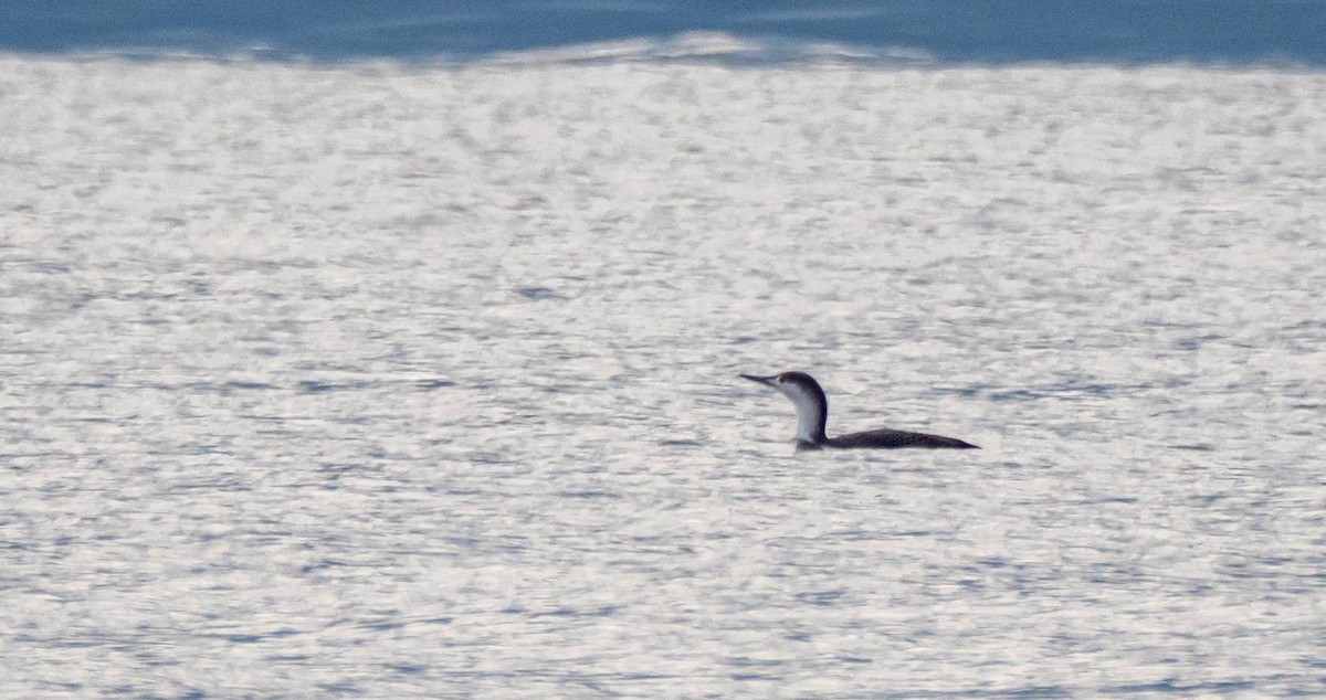 Red-throated Loon - ML408020991