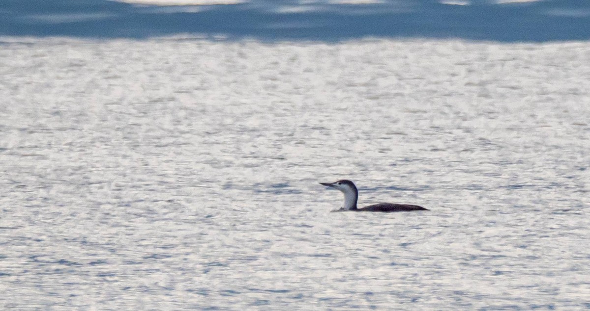 Red-throated Loon - ML408021001