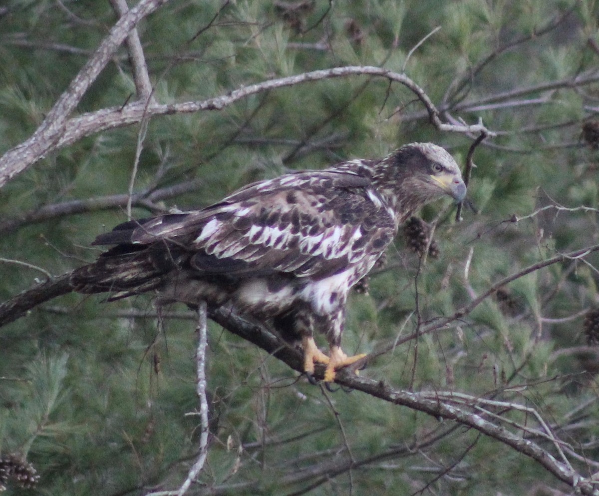 Bald Eagle - ML408022821