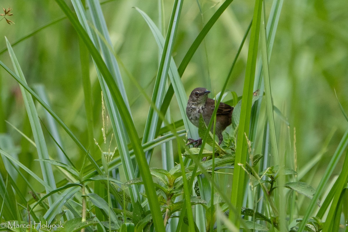 Dja River Swamp Warbler - ML408024361