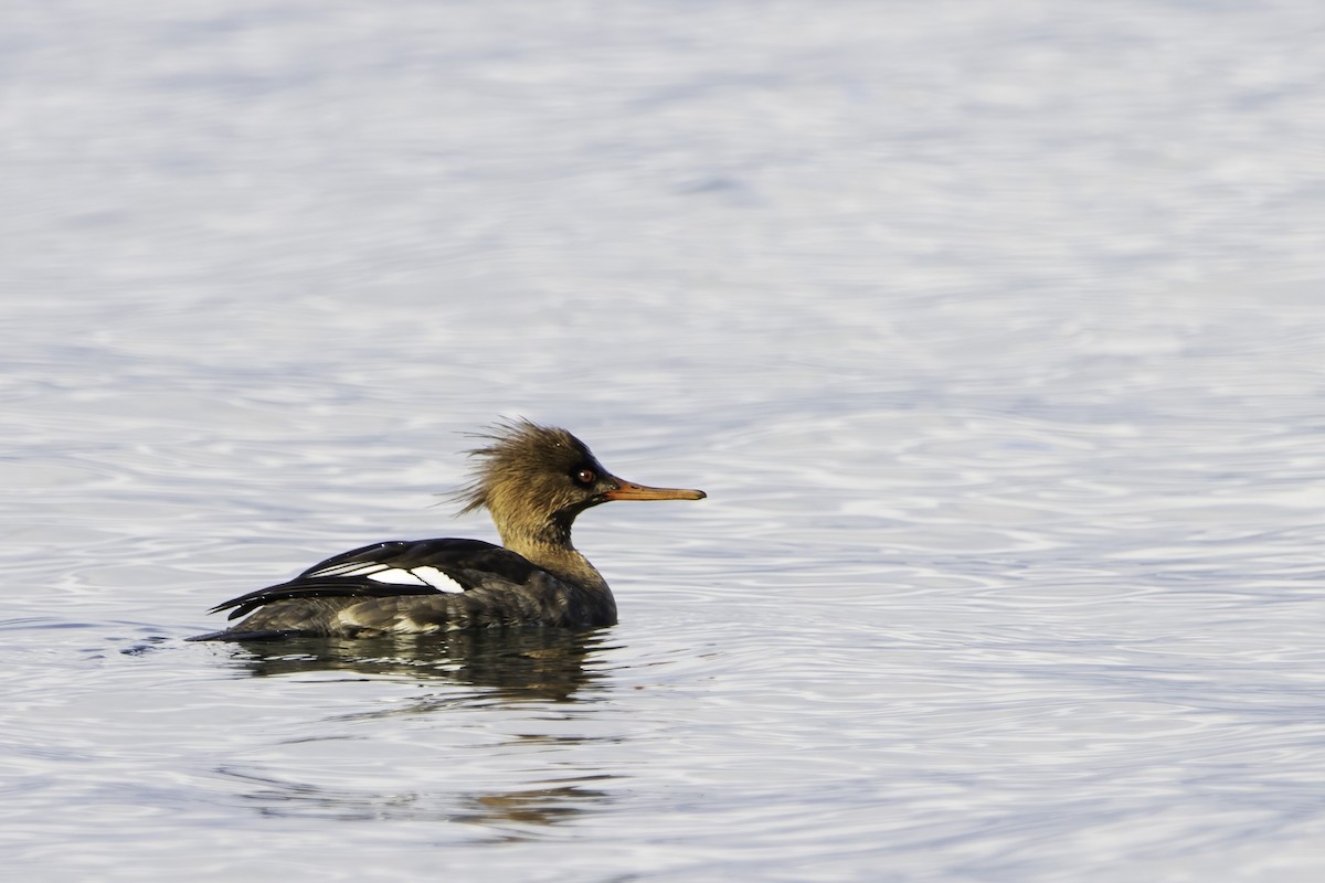 Red-breasted Merganser - Andy DeBroux