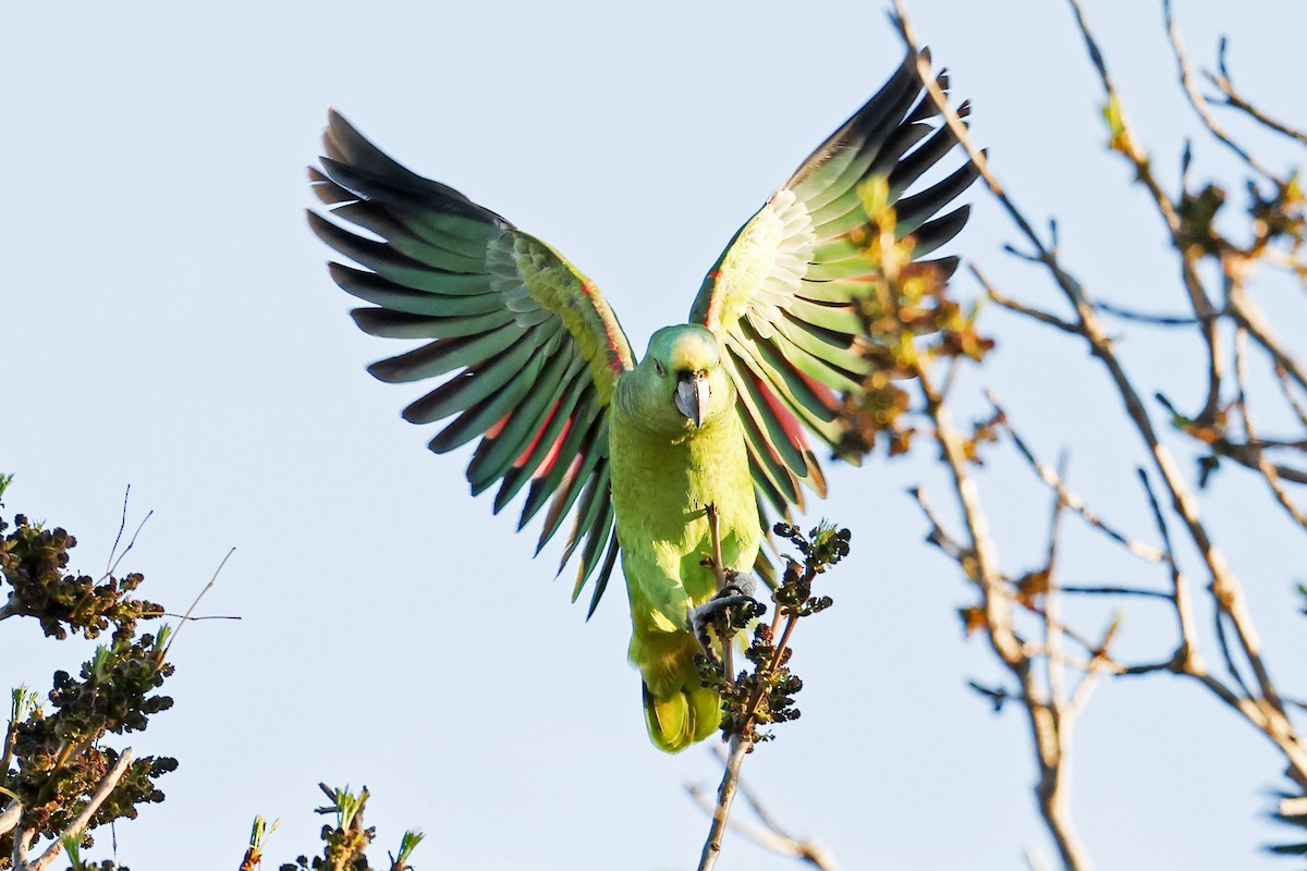 Yellow-crowned Amazon - ML408026491