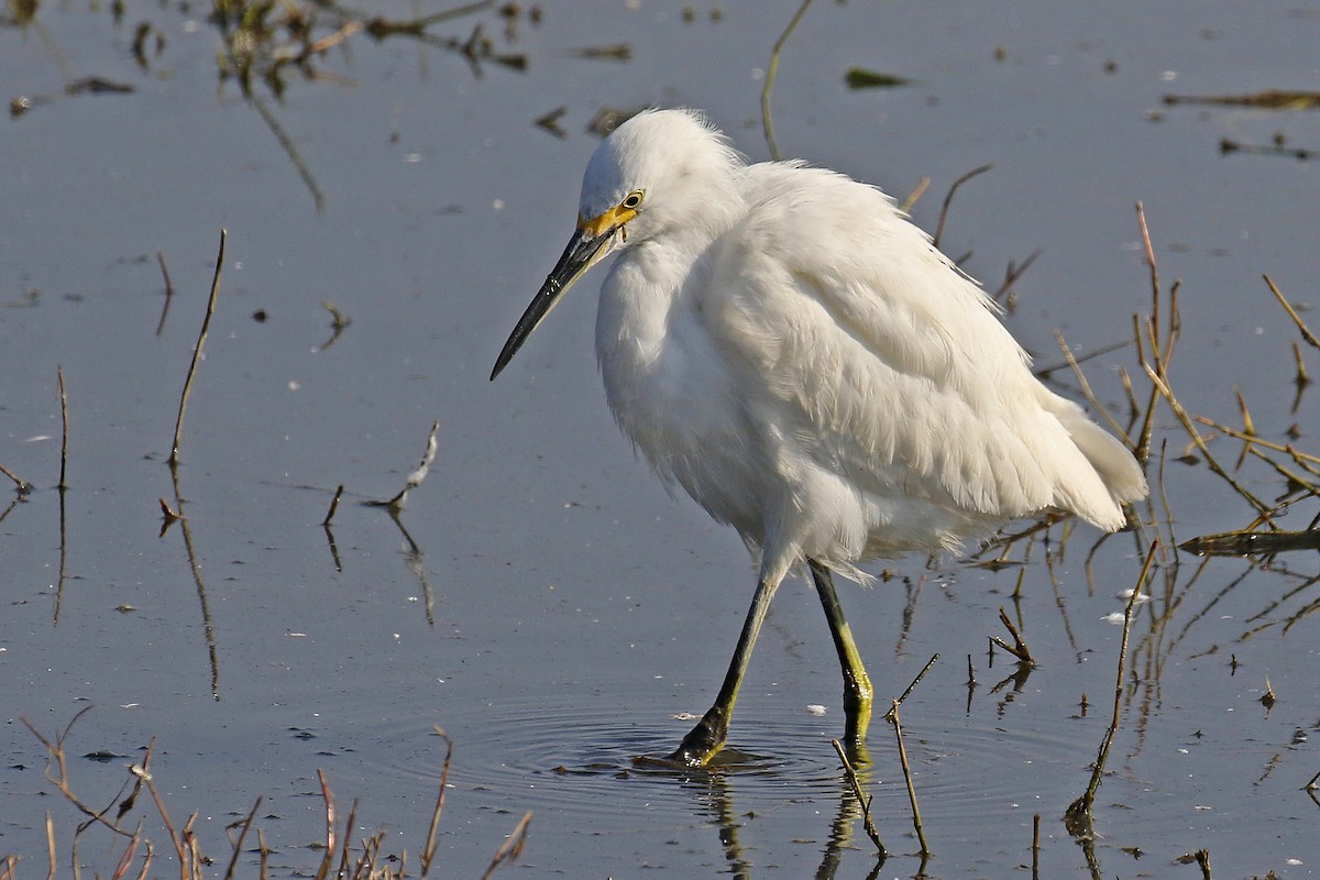 Snowy Egret - Joan Tisdale