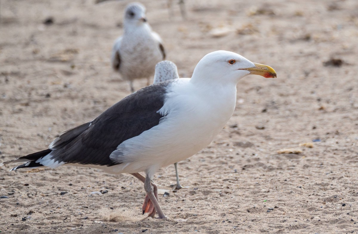 Great Black-backed Gull - ML408027551