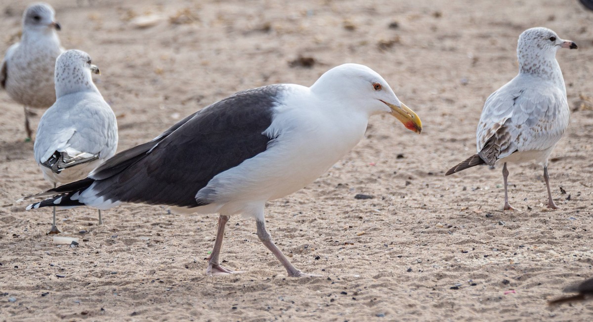 Great Black-backed Gull - ML408027561