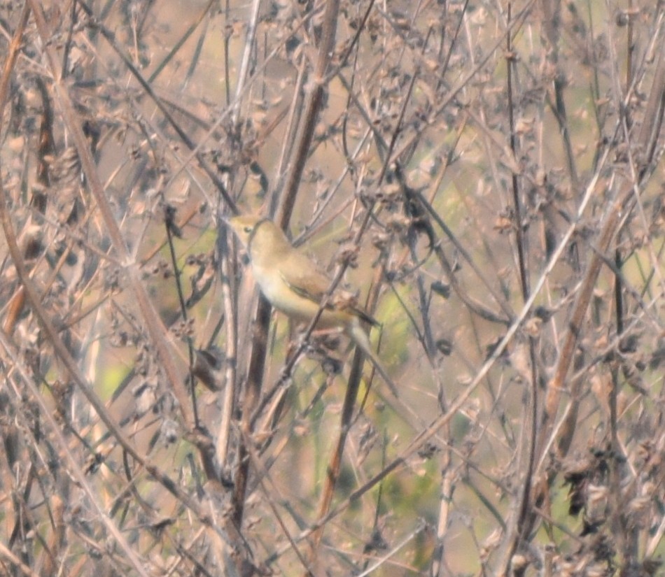 Blyth's Reed Warbler - ML408027701