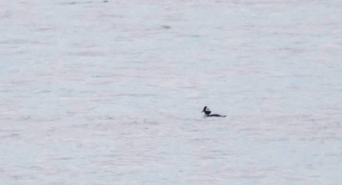Bufflehead - ML408027821