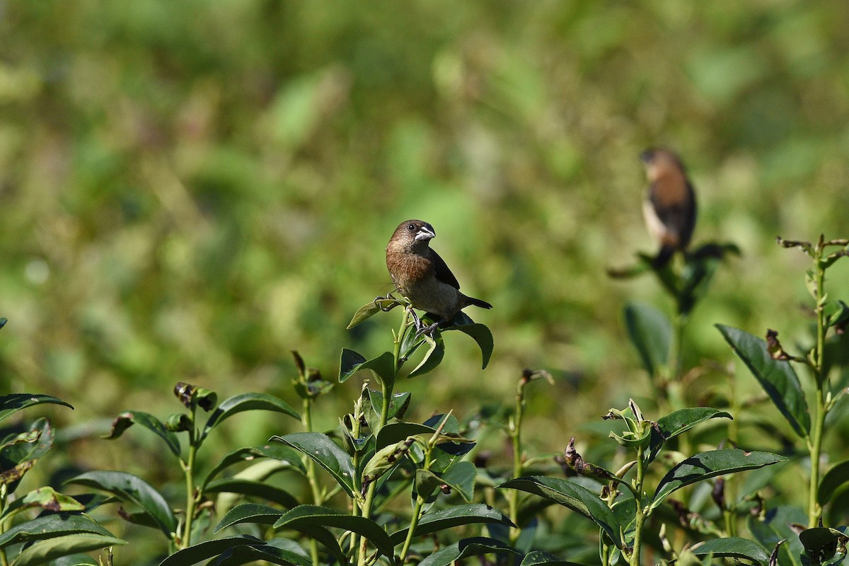 White-rumped Munia - Lee-Lien WANG