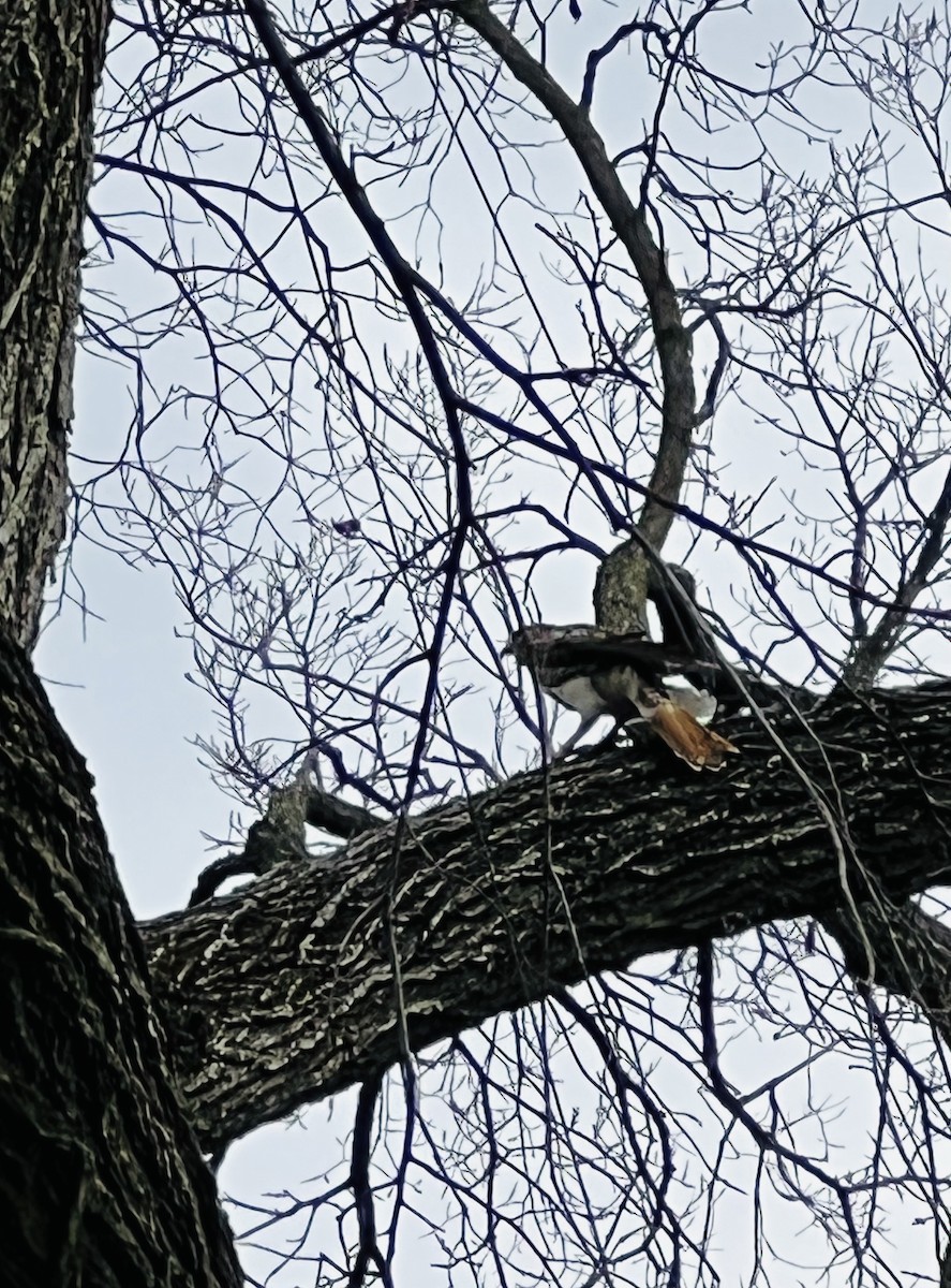 Red-tailed Hawk - ML408028451