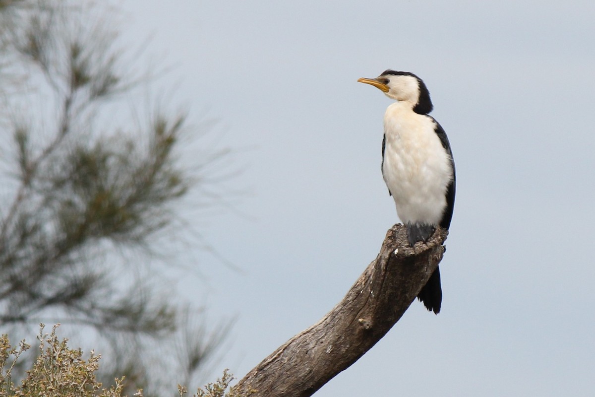Little Pied Cormorant - ML408028751