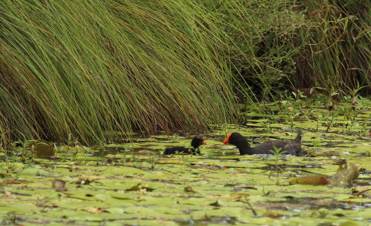 Dusky Moorhen - ML408029981