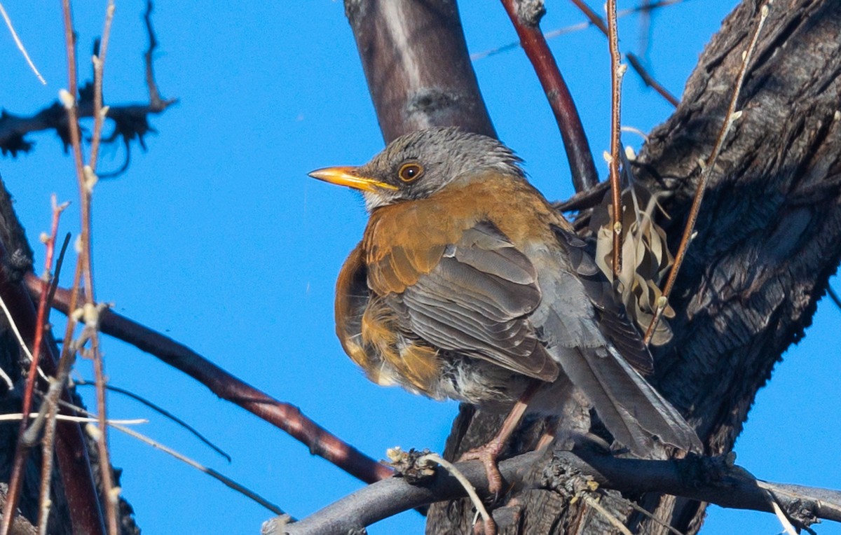 Rufous-backed Robin - ML408030121