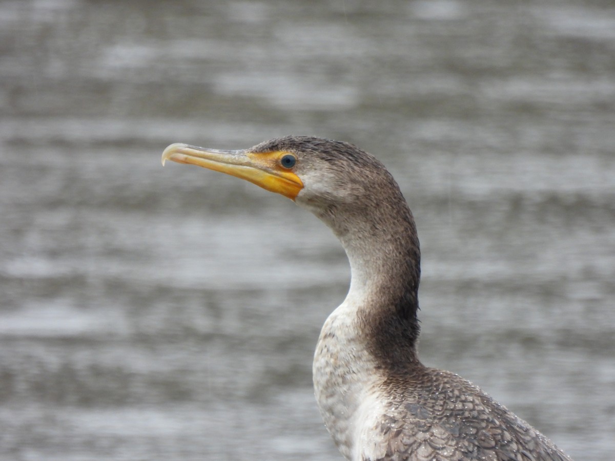 Double-crested Cormorant - ML408030591