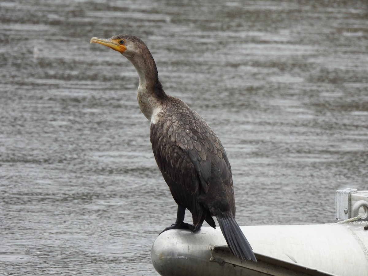 Double-crested Cormorant - ML408030621