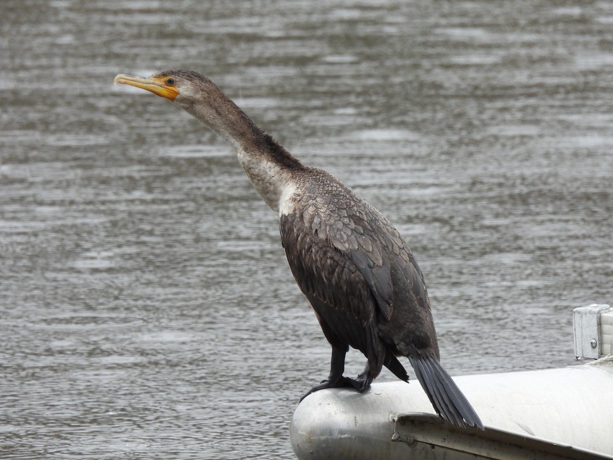 Double-crested Cormorant - ML408030701