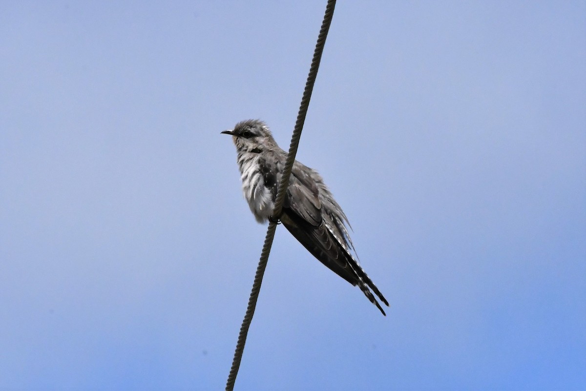 Pallid Cuckoo - ML408032661