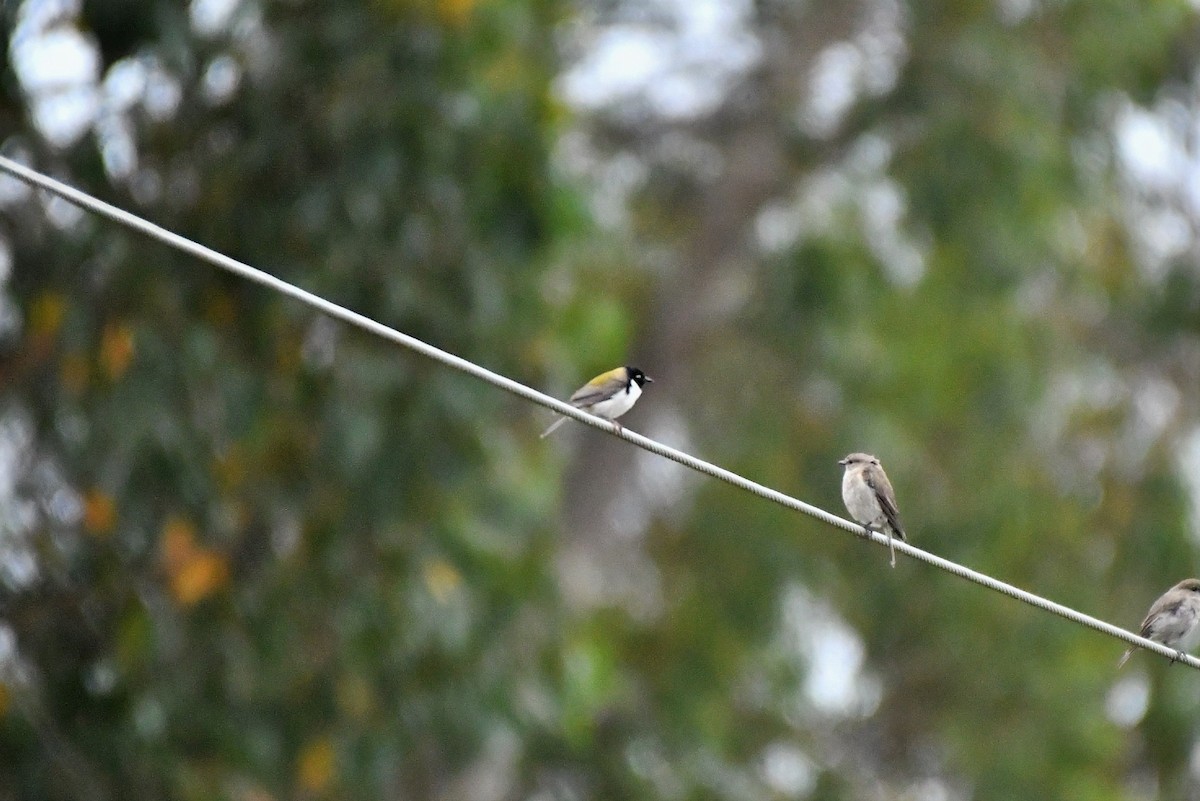 Black-headed Honeyeater - ML408032671