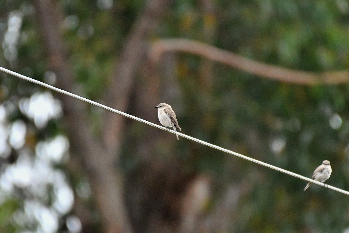 Dusky Robin - ML408032701