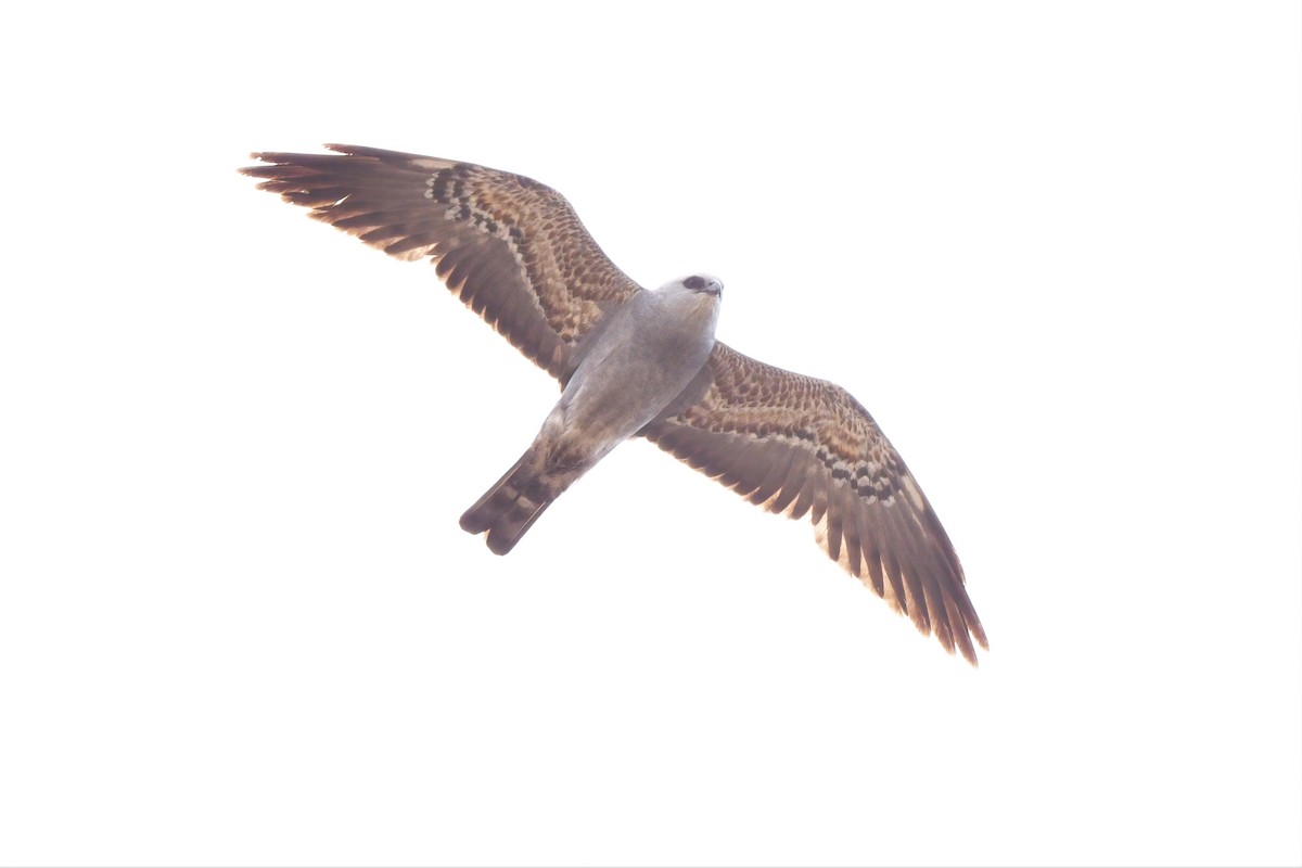 Mississippi Kite - ML408033751