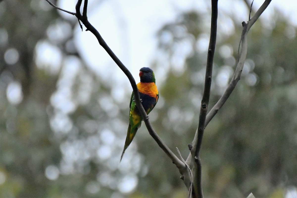 Rainbow Lorikeet - ML408033961