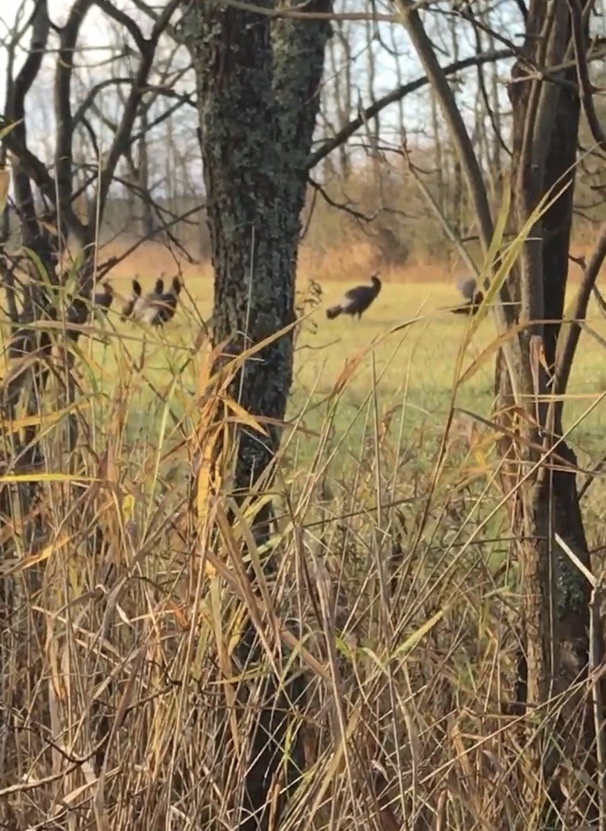 Wild Turkey - Clinton Davis