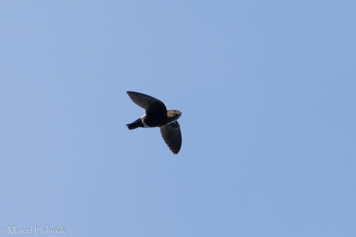 Mottled Spinetail - Marcel Holyoak