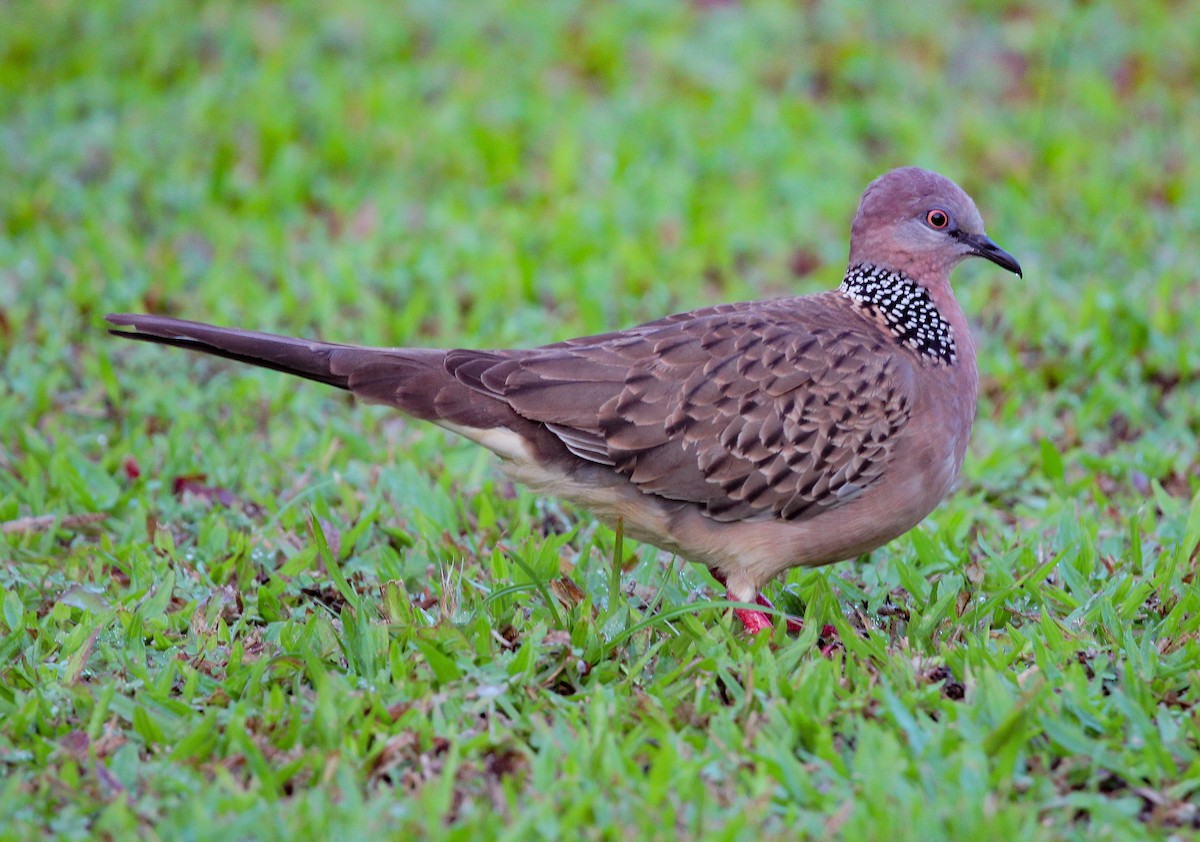 Spotted Dove - ML408034721