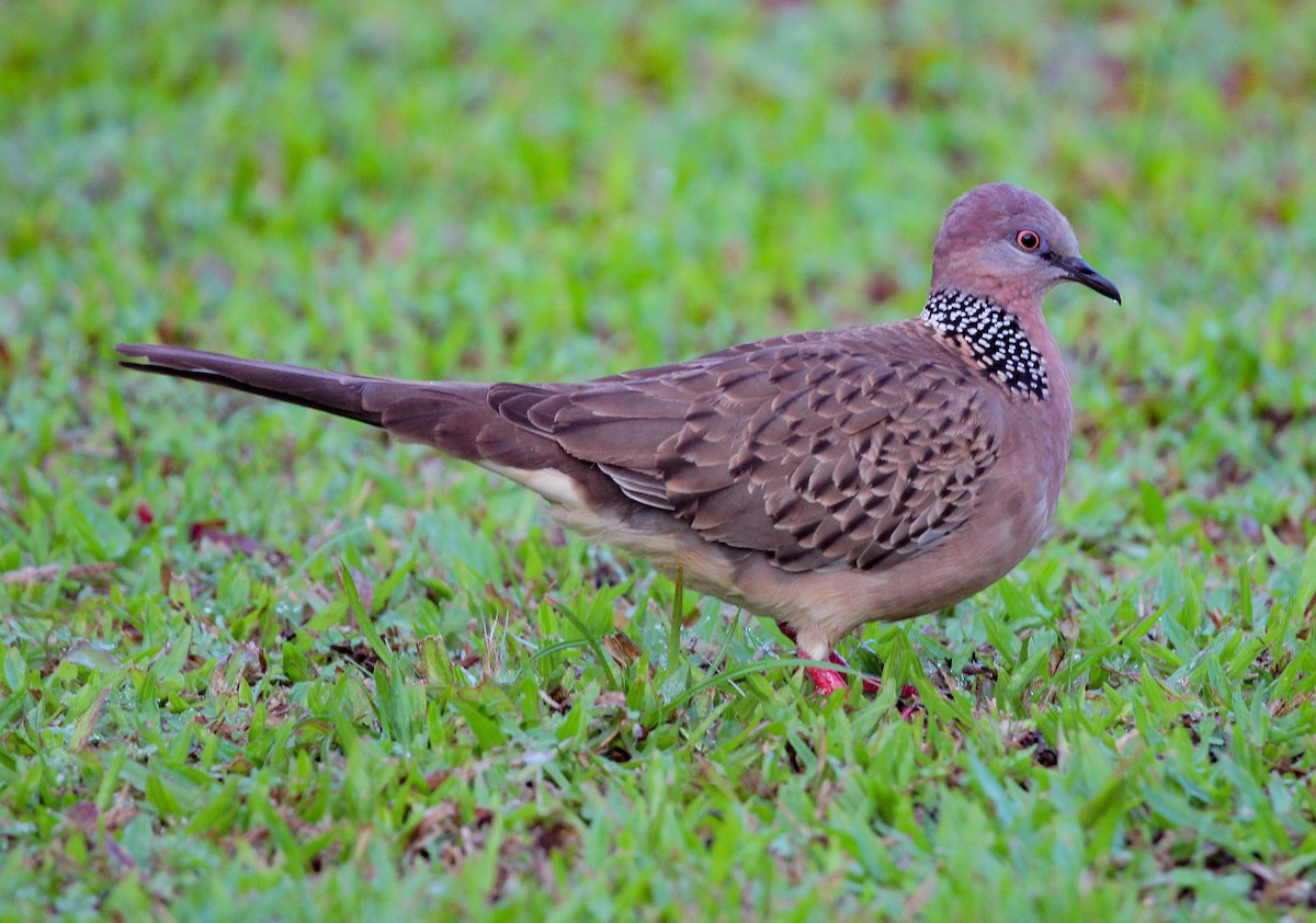 珠頸斑鳩 - ML408034721