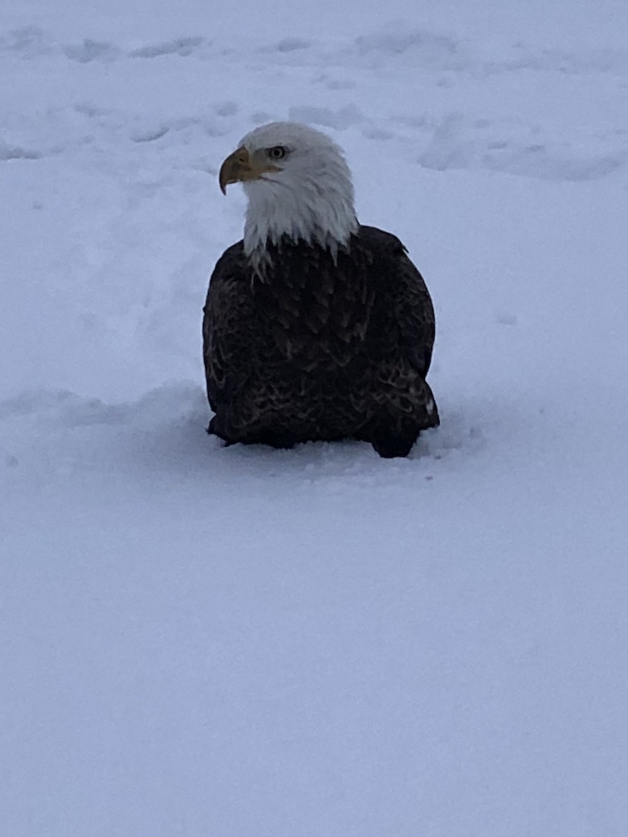 Bald Eagle - ML408035121