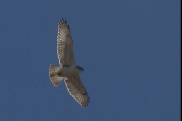 Ferruginous Hawk - ML408036