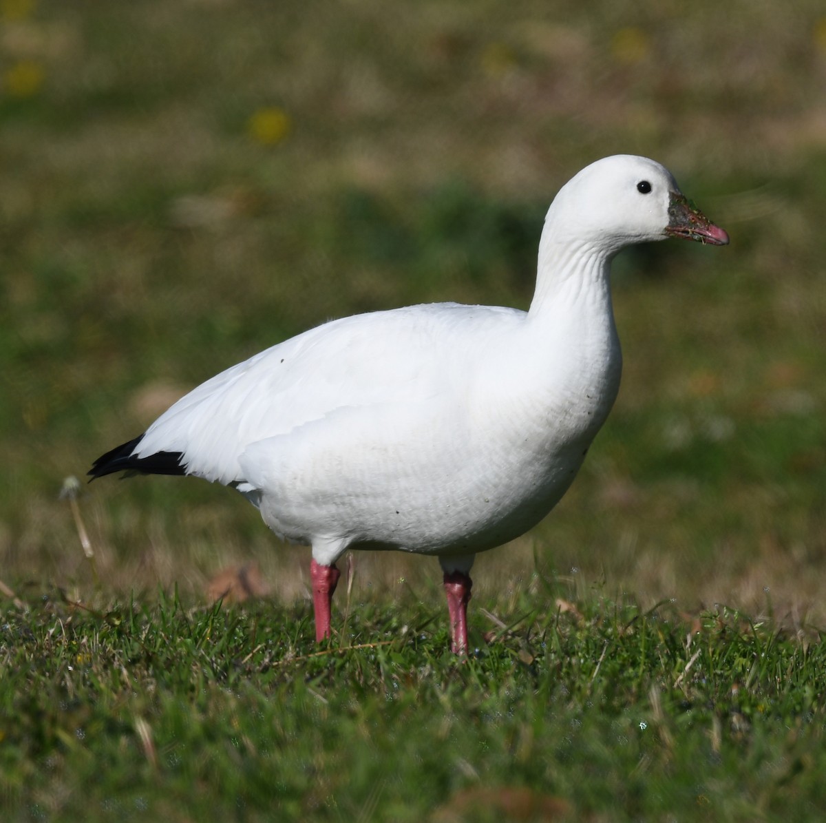 Ross's Goose - Richard Taylor