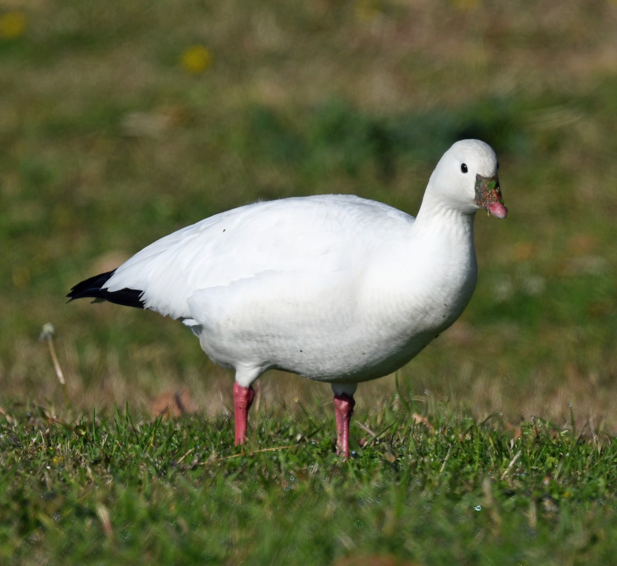 Ross's Goose - Richard Taylor