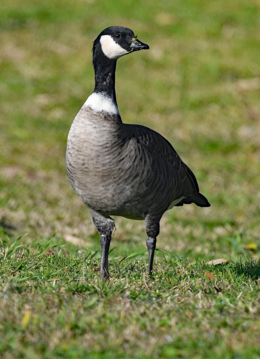 Cackling Goose - ML408036491