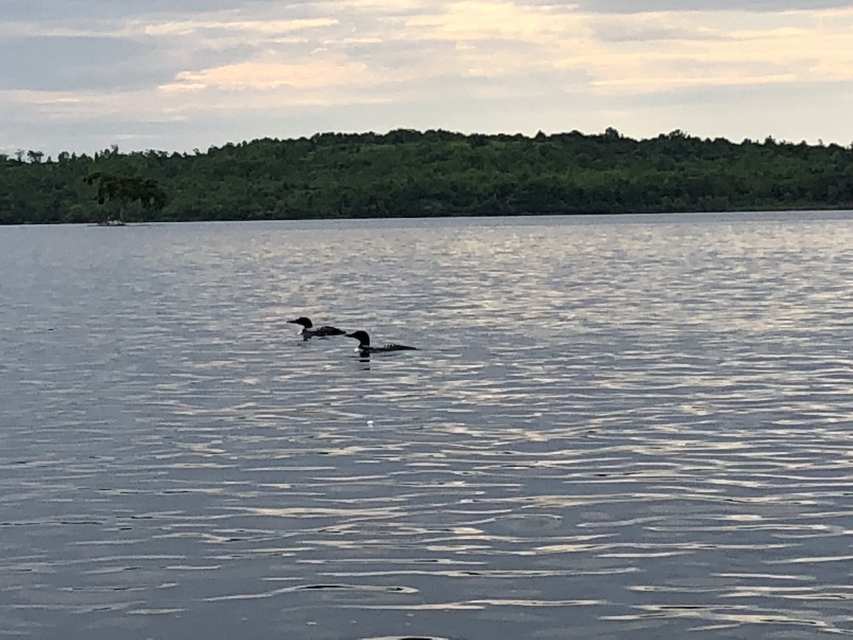 Common Loon - ML408037221