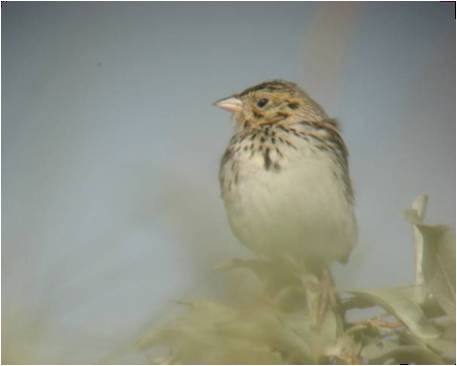 Baird's Sparrow - Steve Glover