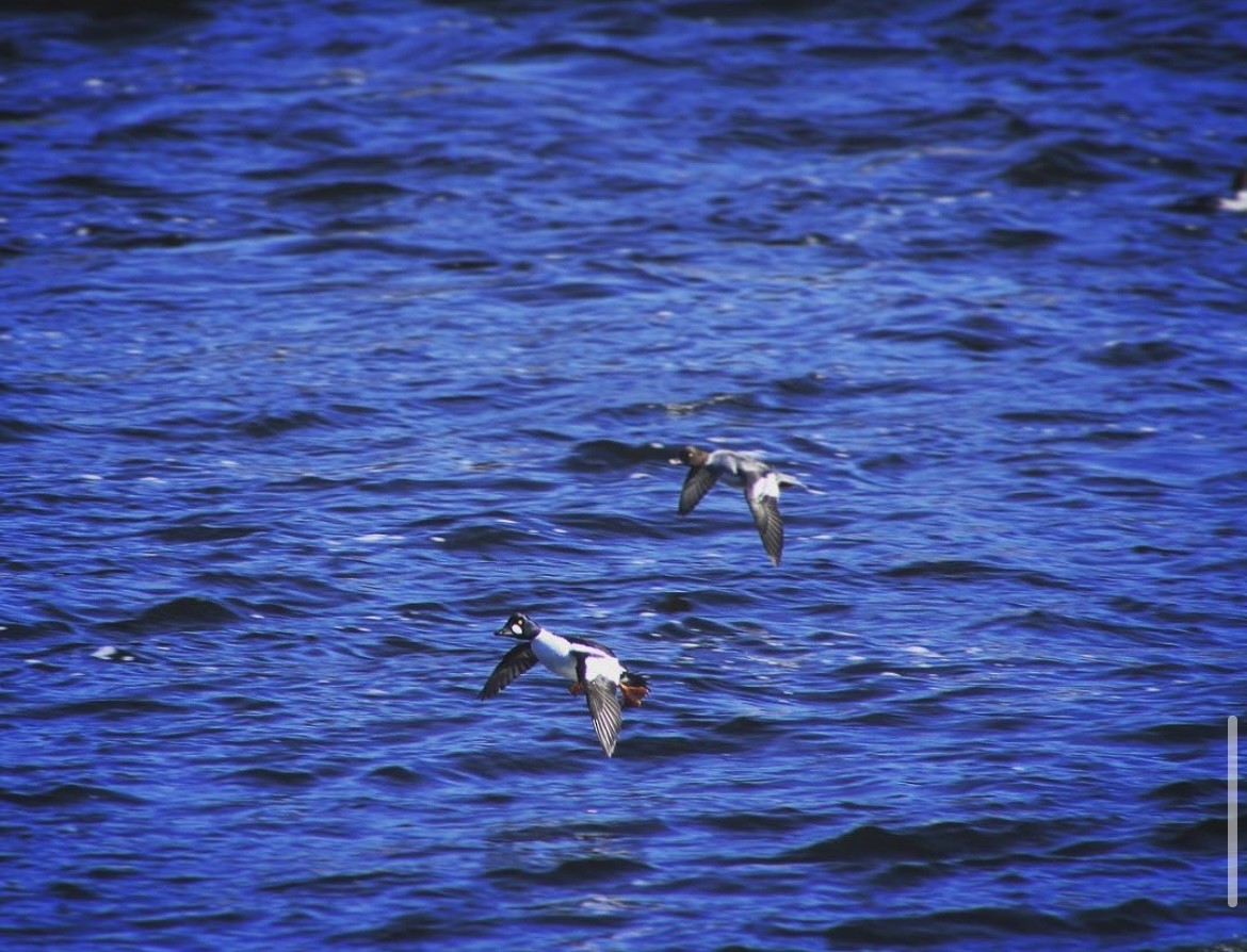 鵲鴨 - ML408038421